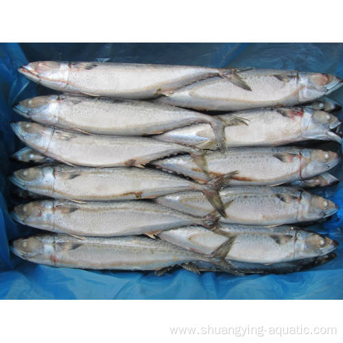 Buy Frozen Fish Pacific Mackerel Whole Round Sale